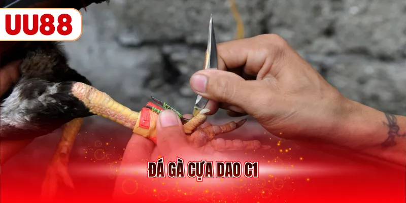 đá gà cựa dao c1