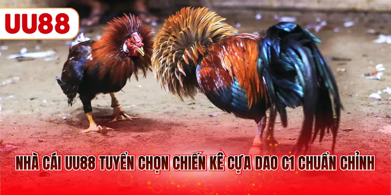 Nhà cái UU88 tuyển chọn chiến kê cựa dao C1 chuẩn chỉn